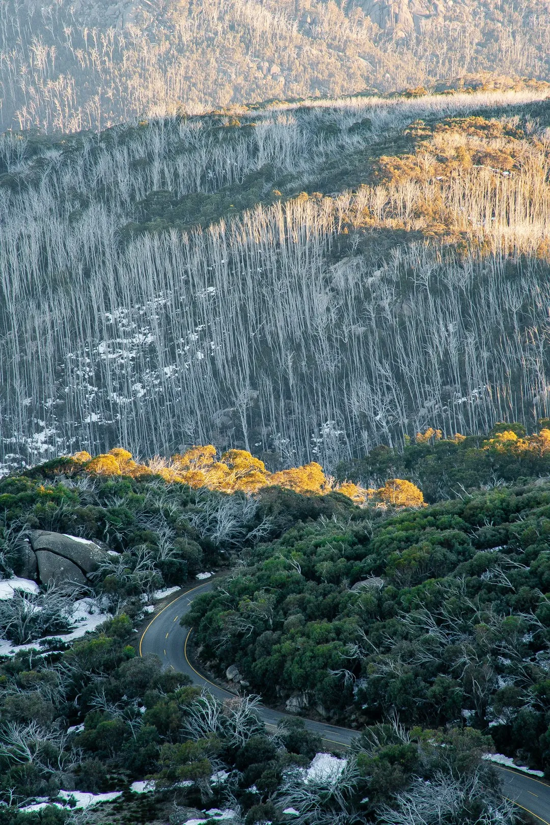 Snow Gums Boardwalk Photo