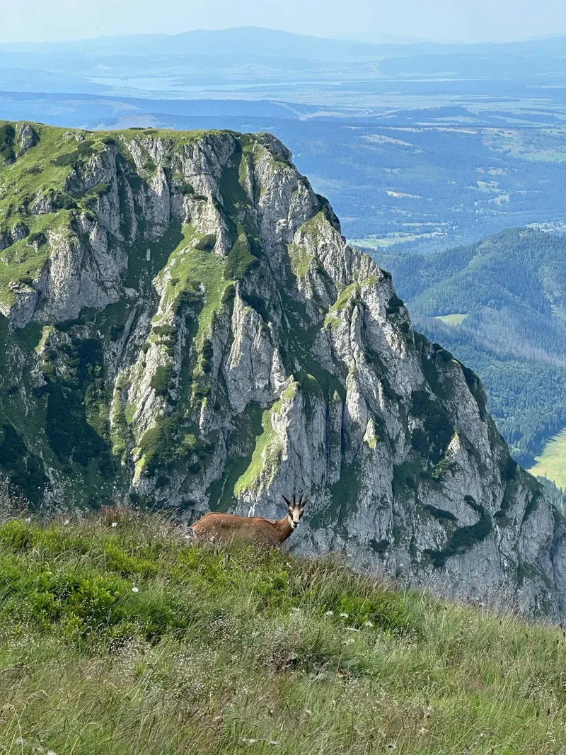 A goat standing on top of a lush green hillside
