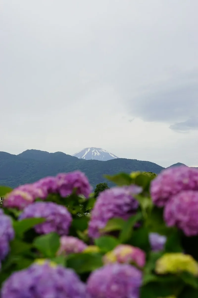 A field of purple flowers with a mountain in the background