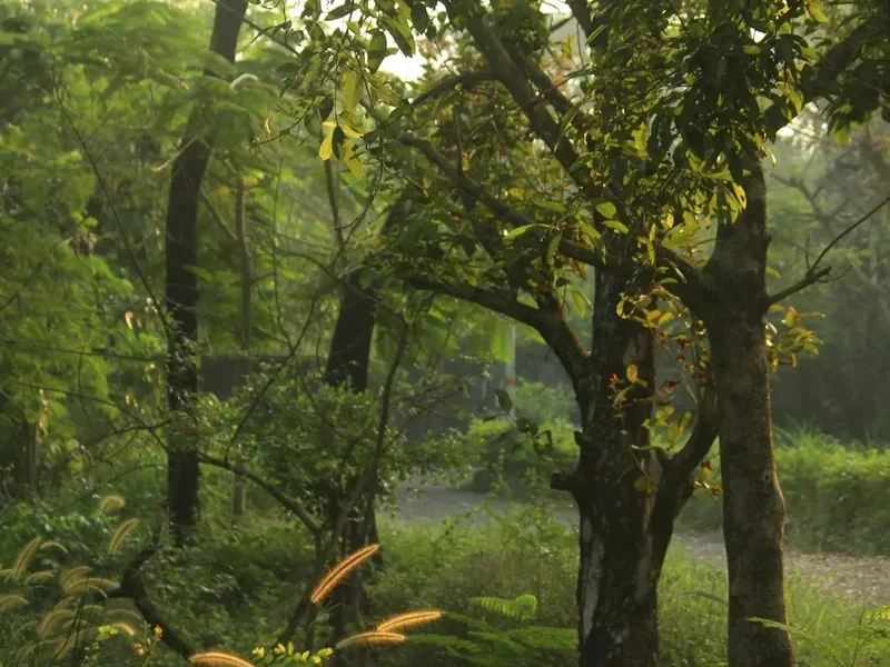 Forest and landscape view on the Amarnath Yatra
