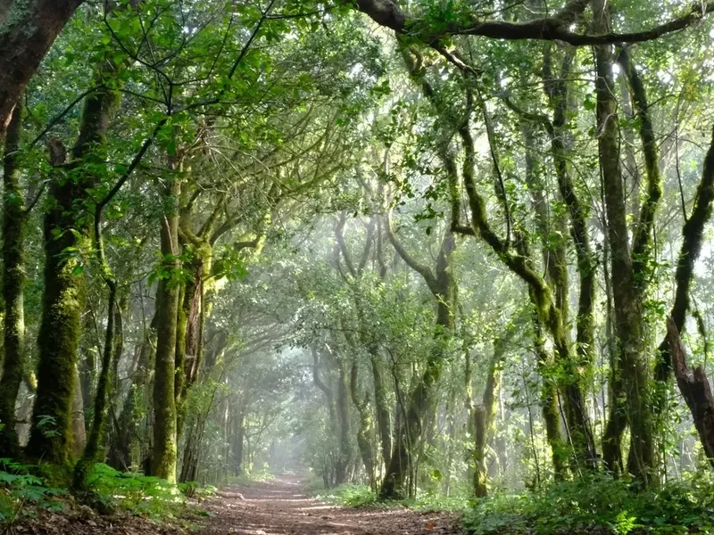 Anaga Rural Park Trails - Visual 2