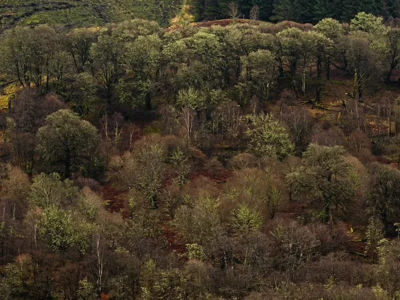 Forest and landscape view on the Arthurs Seat Trail