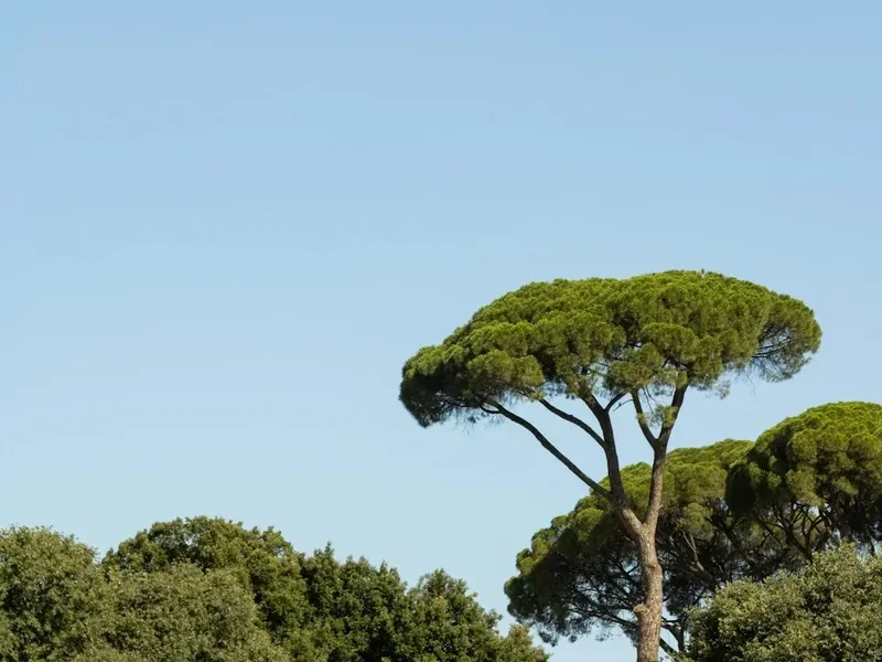 Forest and landscape view on the Assisi To Rome Pilgrimage
