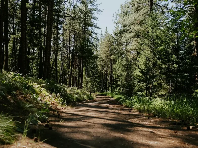 Forest and landscape view on the Awaawapuhi Trail