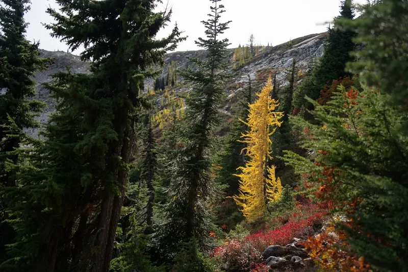 Batona Trail - Visual 1
