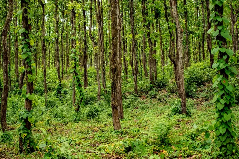 Forest and landscape view on the Beas Kund Trek