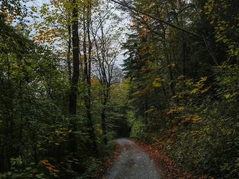 Hiking trail path on the Black Forest Trail