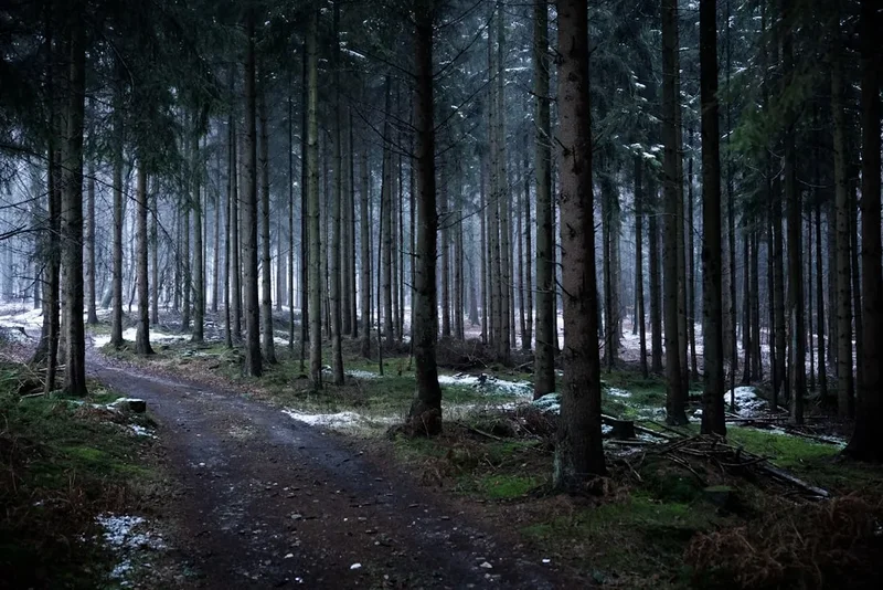 Forest and landscape view on the Black Forest Trail