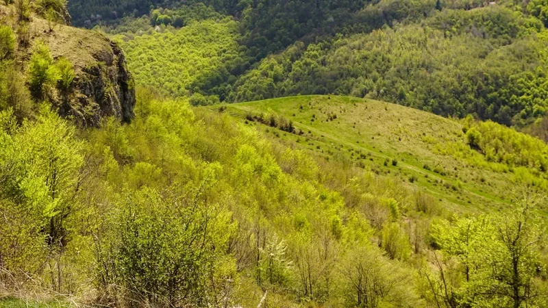 Forest and landscape view on the Bran Moeiciu Ridge