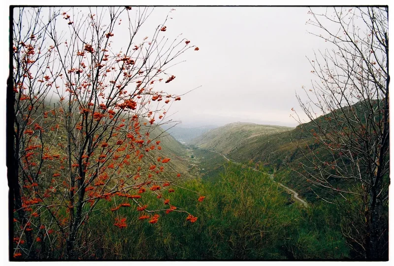 Forest and landscape view on the Camino Portuguese