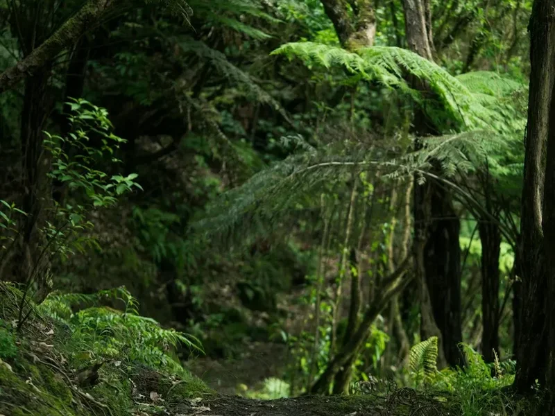 Cape Brett Track - Visual 2