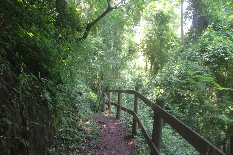 Hiking trail path on the Corcovado Mountain Trail
