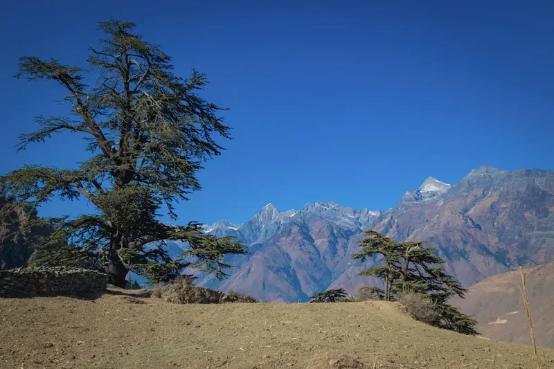 Forest and landscape view on the Dhaulagiri Circuit Trek