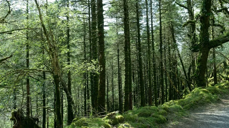 Forest and landscape view on the Dingle Way Coastal Route