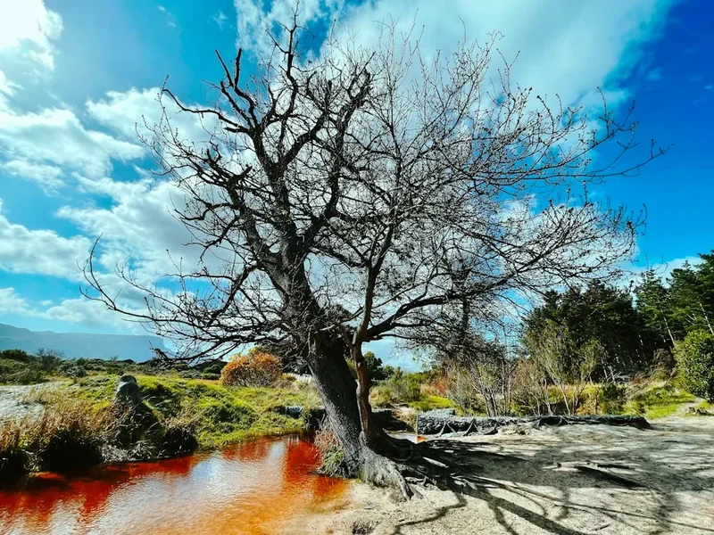 Forest and landscape view on the Drakensberg Amphitheatre Hike
