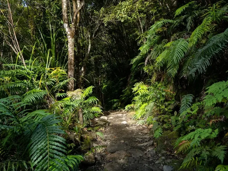Hiking trail path on the Dusky Track