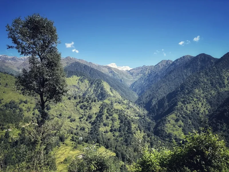 Forest and landscape view on the Dzongri Trek