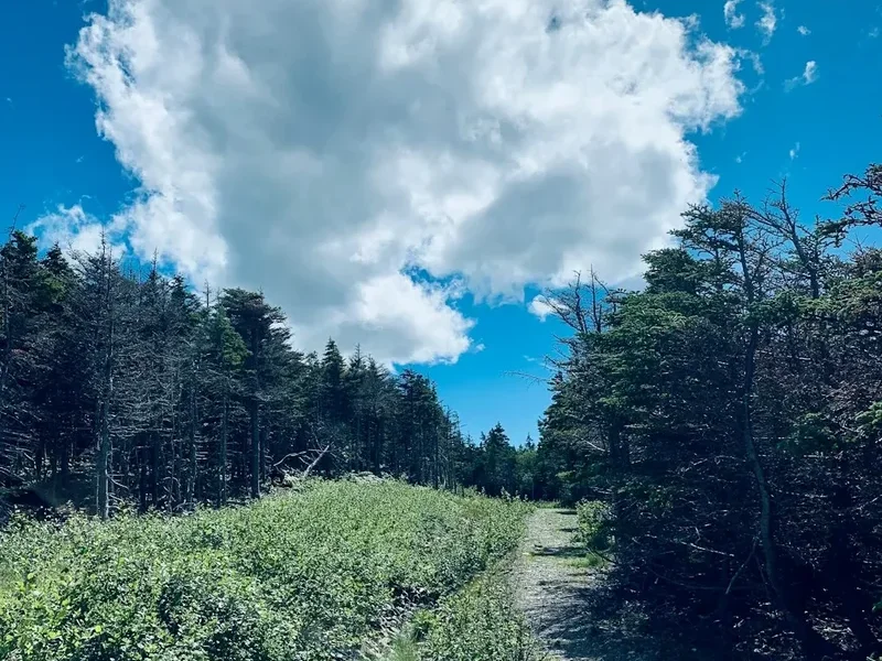Hiking trail path on the East Coast Trail