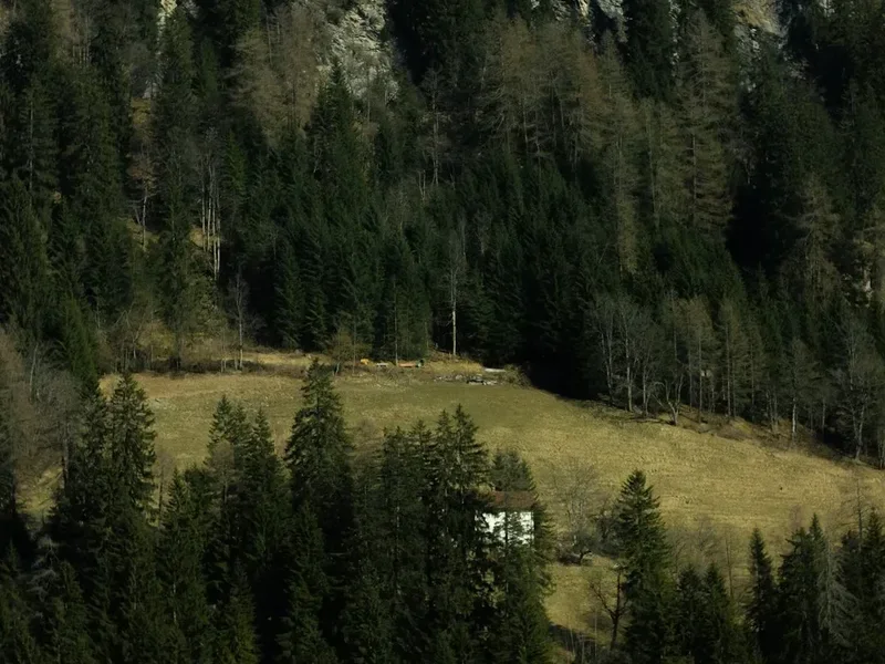 Forest and landscape view on the Faulhornweg Trail