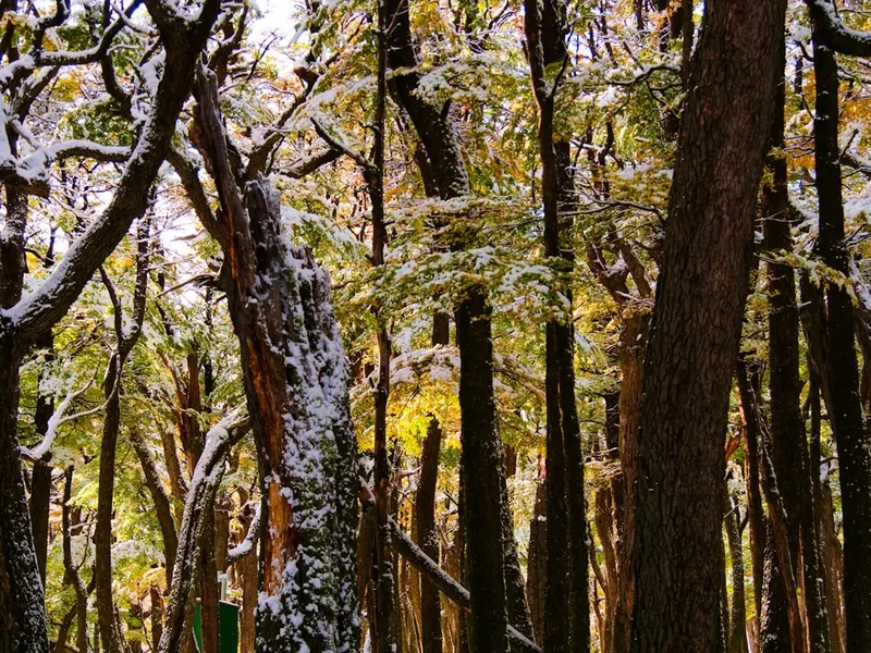 Forest and landscape view on the Fitz Roy Laguna De Los Tres