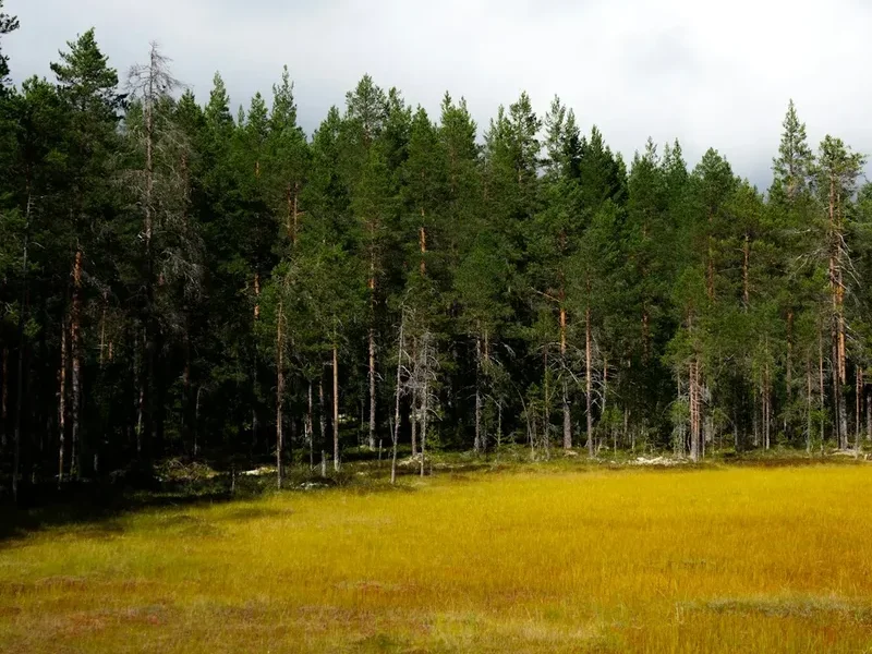 Forest and landscape view on the Fjallbacka Archipelago Trail