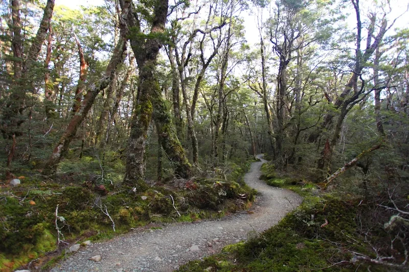 Forest and landscape view on the Fjordland Kepler Track Day Section