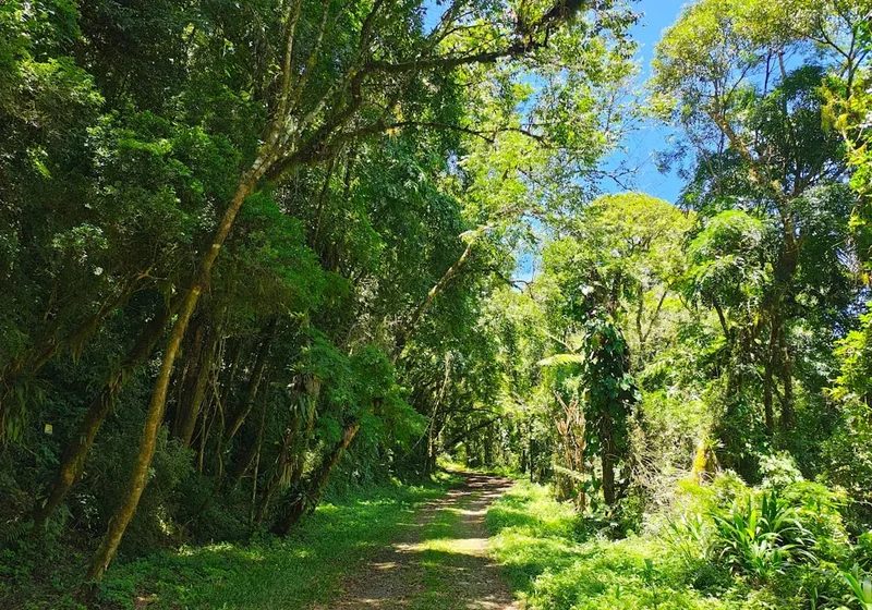 Hiking trail path on the Formiga Waterfall Trail