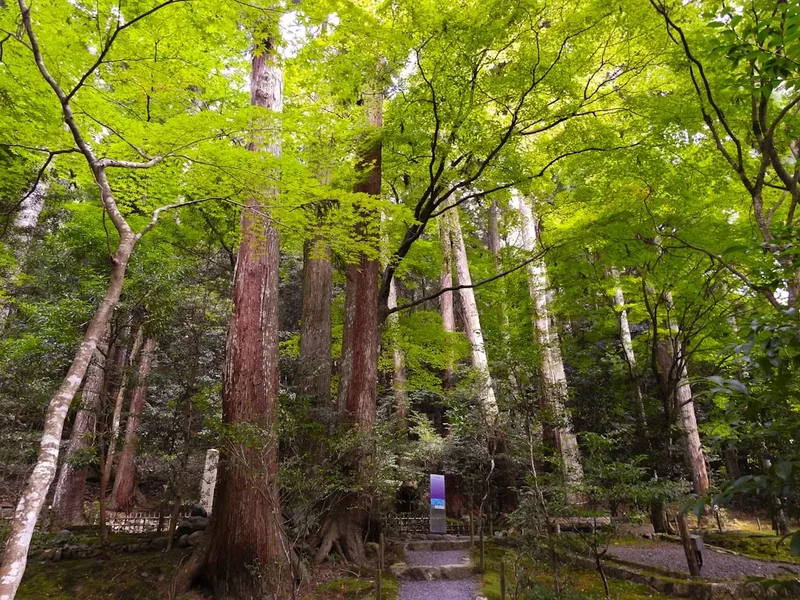 Forest and landscape view on the Fushimi Inari Trail