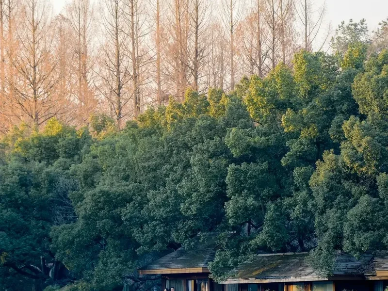 Forest and landscape view on the Ganden To Samye Trek