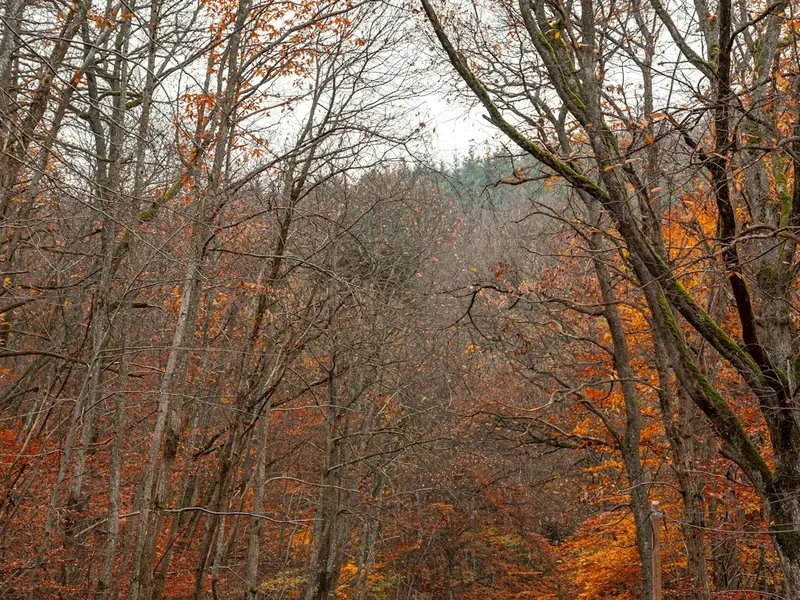 Forest and landscape view on the Gr54