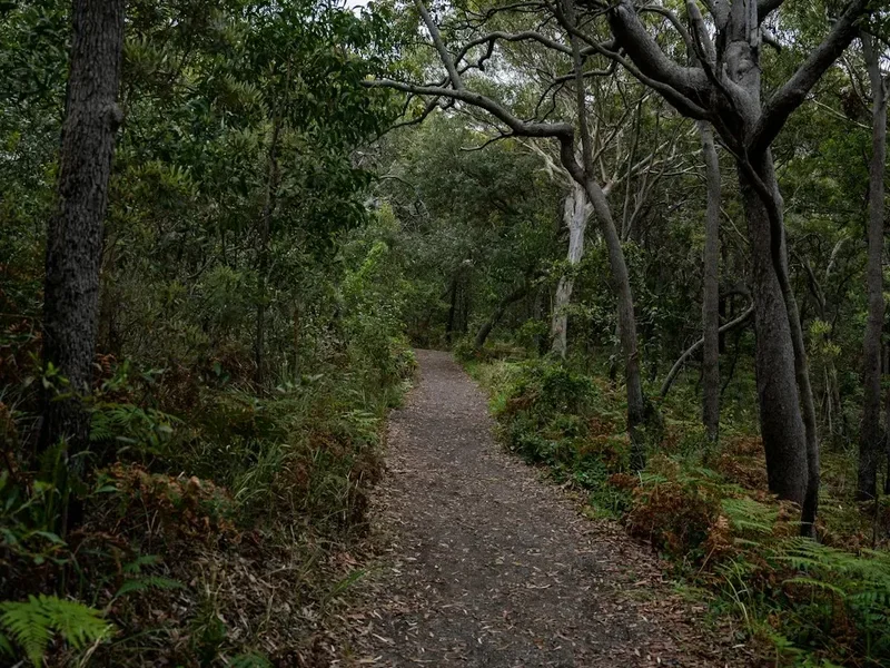 Forest and landscape view on the Grampians Pinnacle Walk