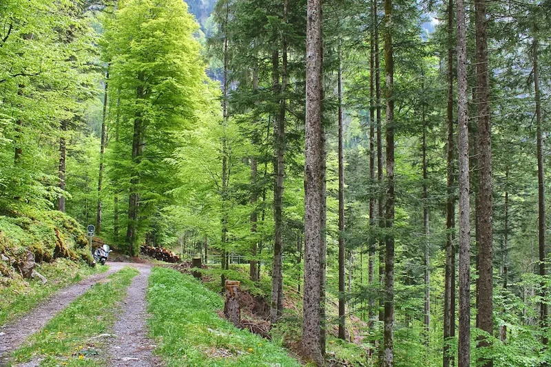Forest and landscape view on the Hohturli Pass Crossing