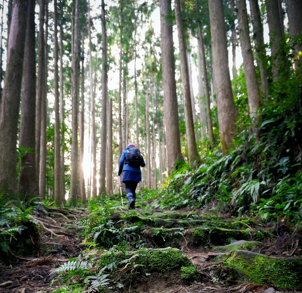 Hiker walking through ancient cedar forest on the Kumano Kodo Nakahechi trail in Wakayama, Japan