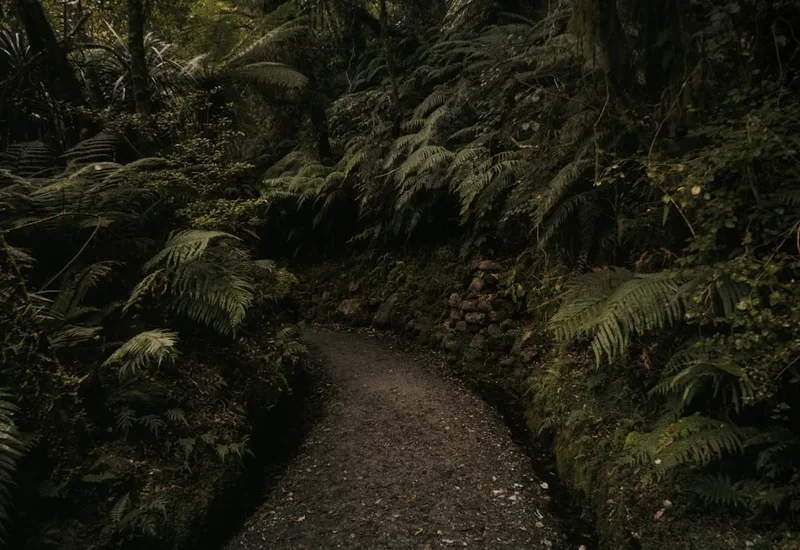 Mountain and nature scenery on the Kauri Grove Walk
