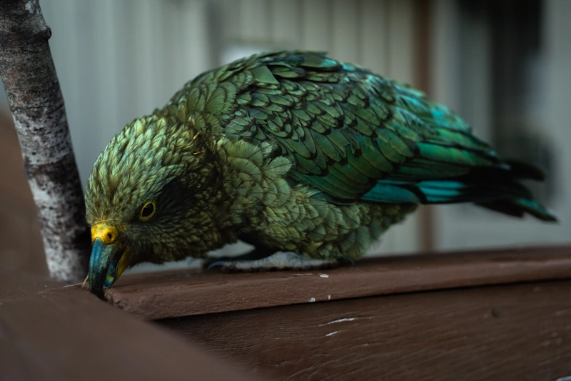 Hiking trail path on the Kepler Track