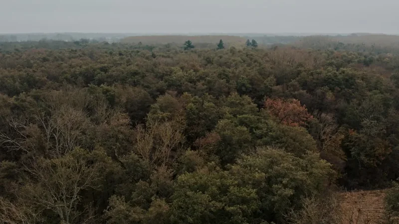 Forest and landscape view on the La Jonction