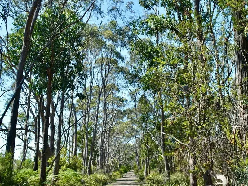 Forest and landscape view on the Larapinta Trail