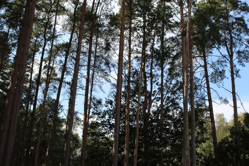 Forest and landscape view on the Long Mynd Circular