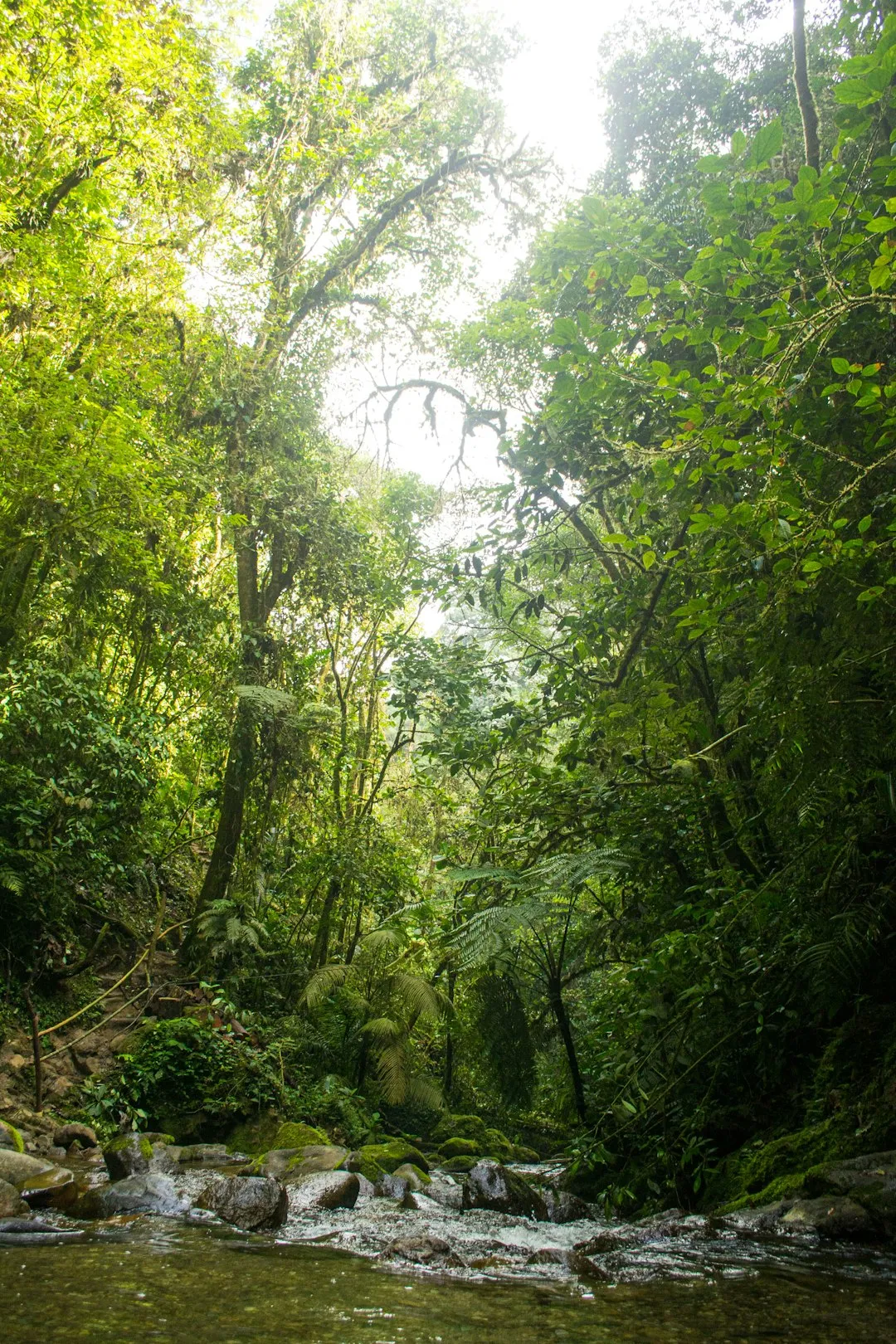 Forest and landscape view on the Lost City Trek