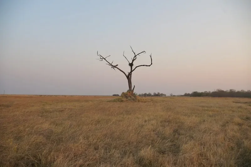 Forest and landscape view on the Makgadikgadi Pans Walk