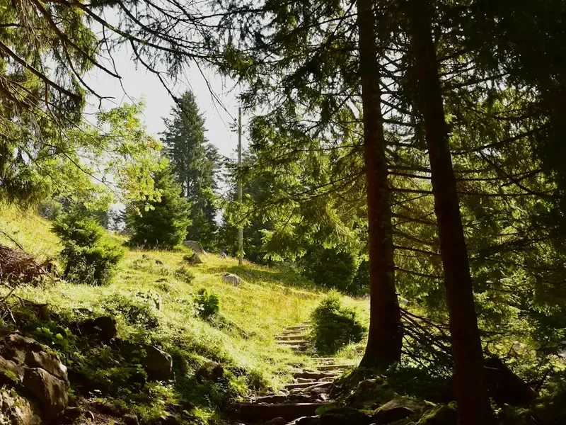 Forest and landscape view on the Mannlichen Kleine Scheidegg