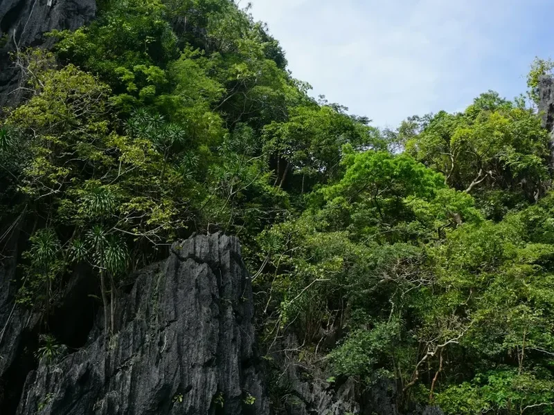 Forest and landscape view on the Mount Apo Climb