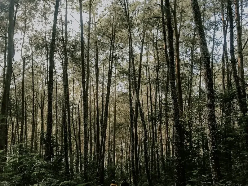 Hiking trail path on the Mount Bromo Sunrise Walk