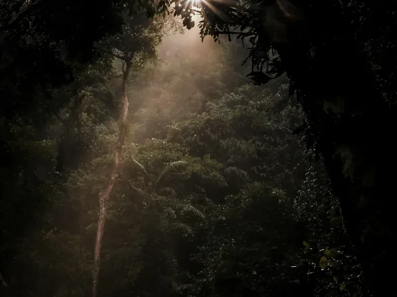 Forest and landscape view on the Mount Bromo Sunrise Walk