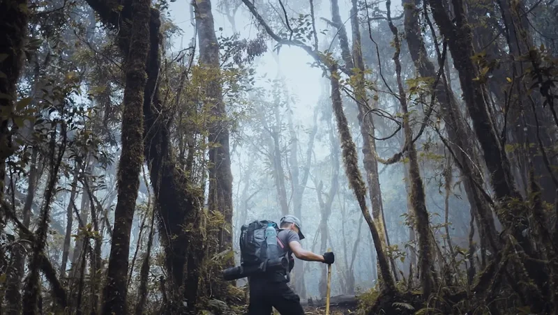 Forest and landscape view on the Mount Bromo Trek