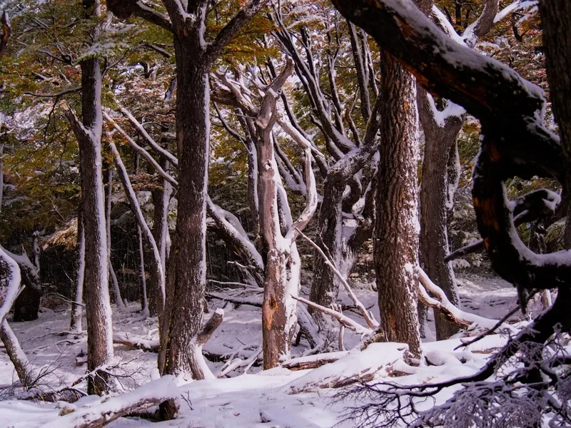 Mount Fitz Roy Trek (Laguna de los Tres) - Visual 1