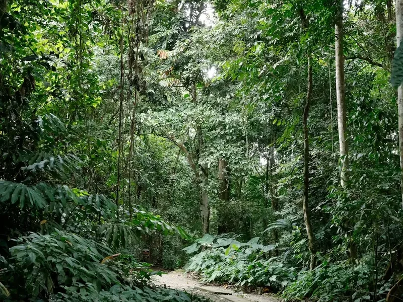 Hiking trail path on the Mount Kinabalu Climb