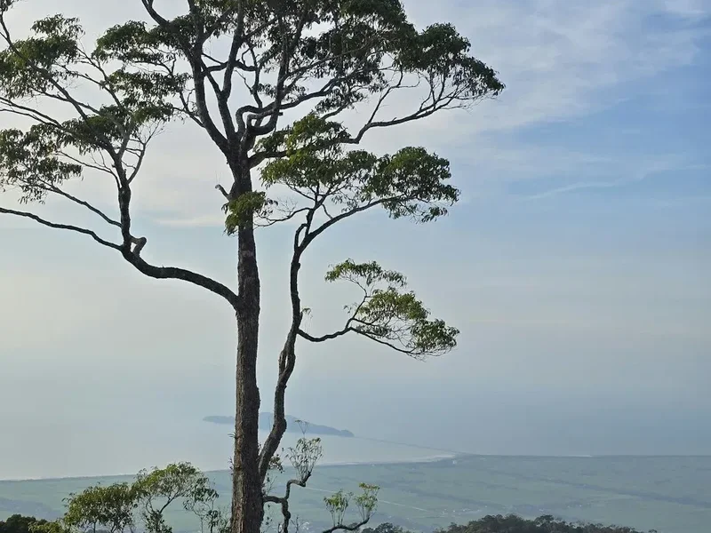 Forest and landscape view on the Mount Kinabalu Climb