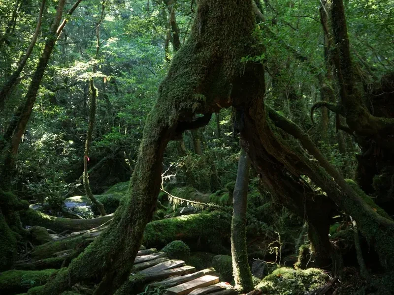 Mountain and nature scenery on the Mount Myoko Trail