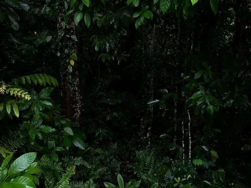 Mount Wilhelm Summit - Visual 2